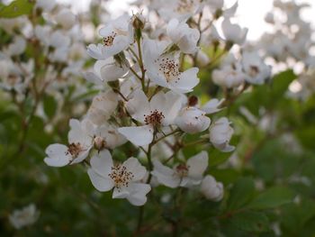 Close-up of white cherry blossoms in spring