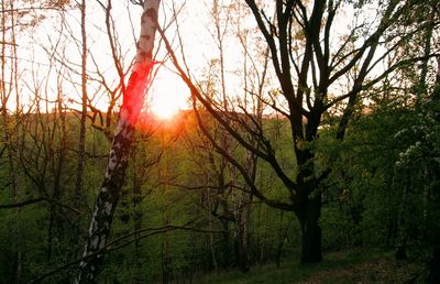 Sun shining through trees