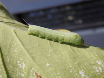 Close-up of insect on leaf
