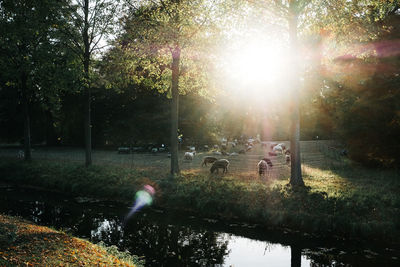 Sun shining through trees in park