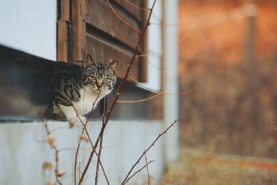 Portrait of a cat