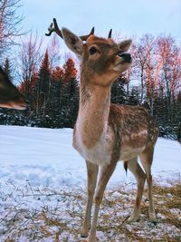 Deer on snow covered tree against sky