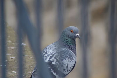 Bird perching on railing