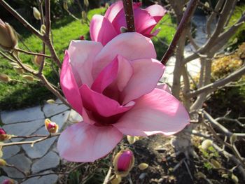 Close-up of pink flowers blooming outdoors