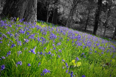 View of flowers growing in park