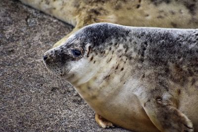 Grey seal at the baltic sea coast in gdynia poland