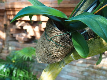 Close-up of bird on branch