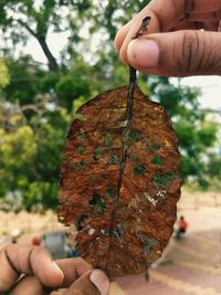 Close-up of hand holding leaf