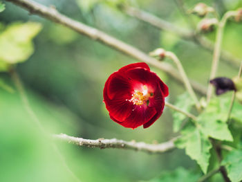 Close-up of red flowering plant