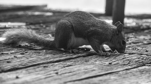 Close-up of squirrel sitting outdoors