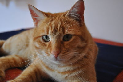 Close-up portrait of a cat at home