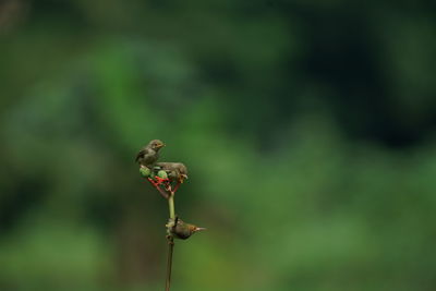 Close-up of insect on flower