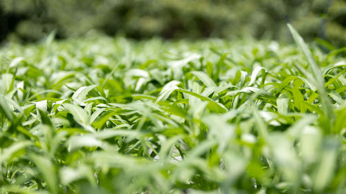 Close-up of plants growing on field