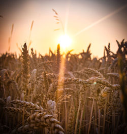 Close-up of stalks in field against sunset