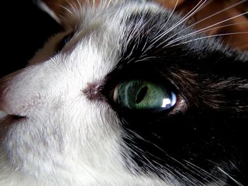 Close-up portrait of cat