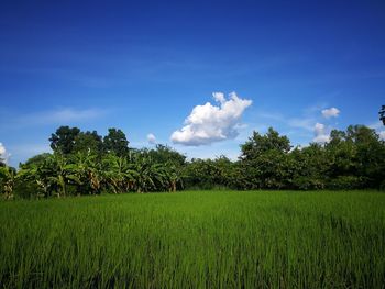 Scenic view of agricultural field against sky