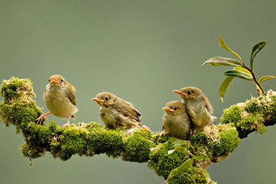Close up, four birds perched on a mossy branch