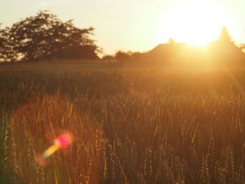 Scenic view of grassy field against sky at sunset