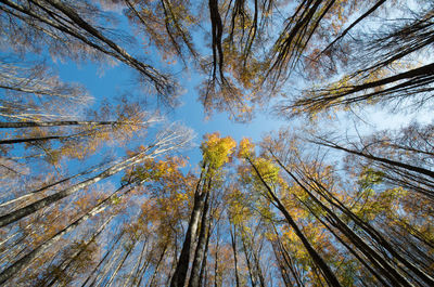 Low angle view of trees against sky