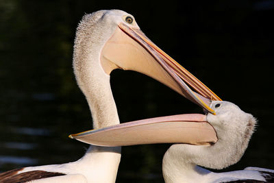 Close-up of pelican on black background