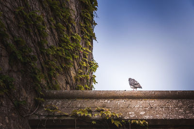 Low angle view of bird perching on roof against sky