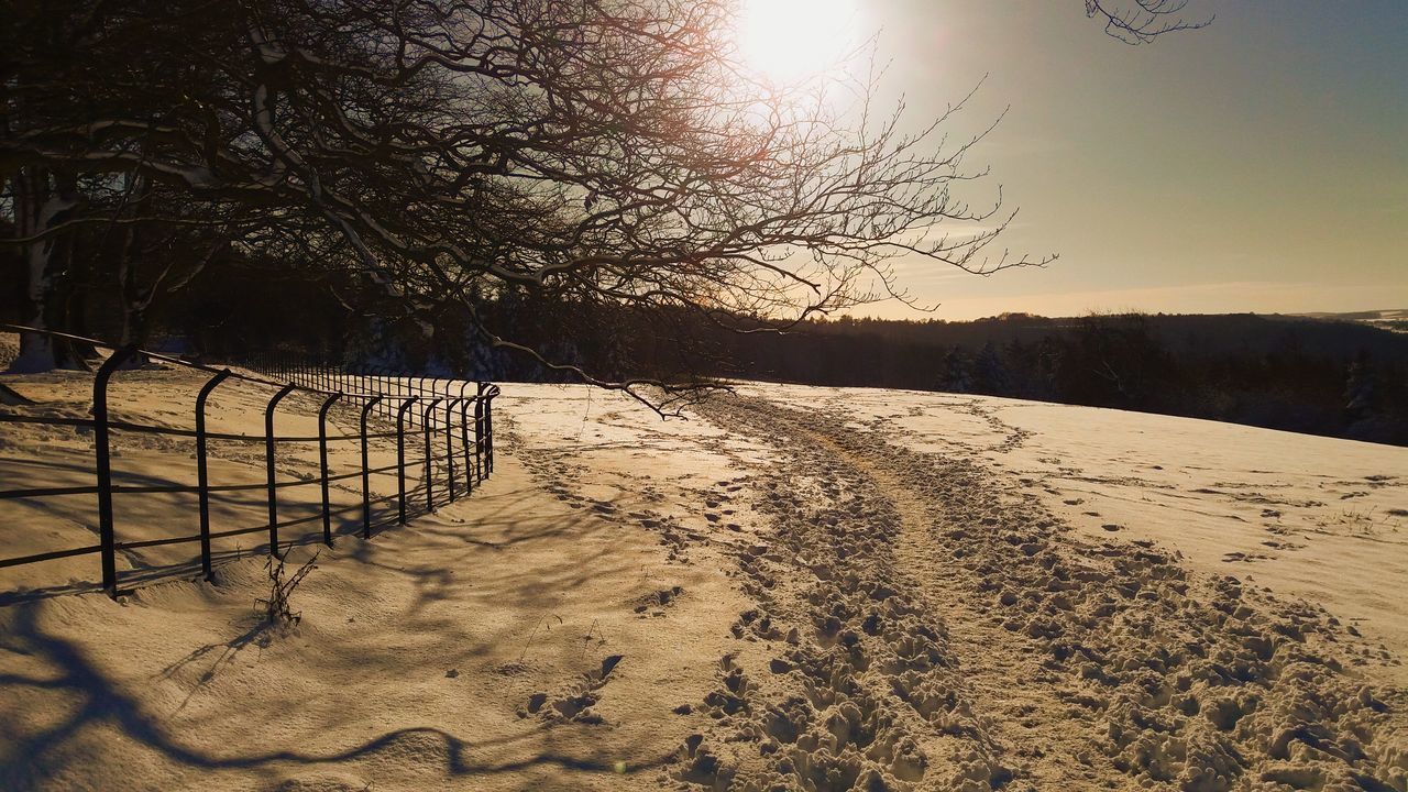 BARE TREES ON FIELD DURING WINTER