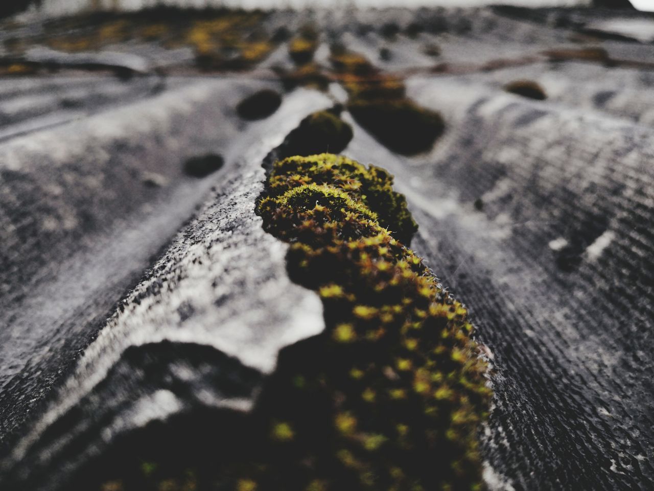 selective focus, close-up, no people, nature, plant, day, textured, rock, outdoors, rough, solid, rock - object, growth, moss, surface level, wood - material, high angle view, beauty in nature, lichen, road