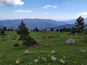 Scenic view of field against sky