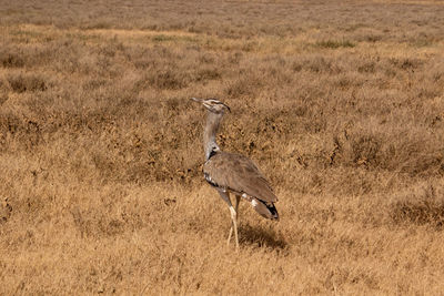 Side view of bird on field