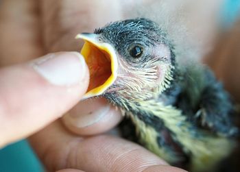 Cropped image of person with bird