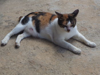 High angle view of cat sleeping on floor