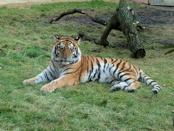 Portrait of tiger relaxing on grass