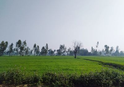 Scenic view of field against clear sky