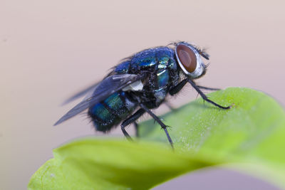 Close-up of housefly on leaf