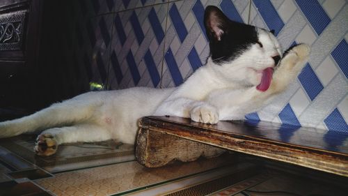 Cat lying on floor