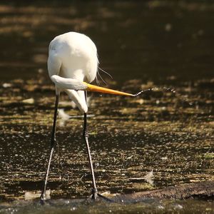 Close-up of bird against water