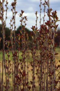 Close-up of plants against sky