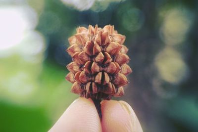 Close-up of hand holding leaf