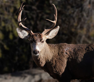 Close-up portrait of deer