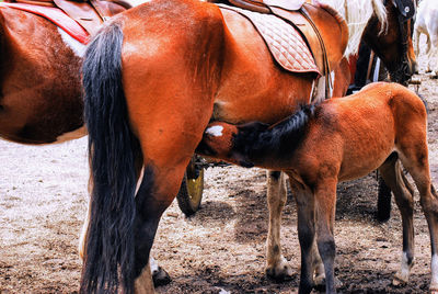 Horse on field