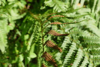 Close-up of butterfly on plant