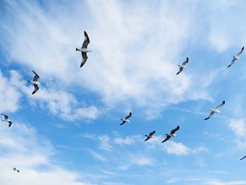 Low angle view of bird flying against cloudy sky