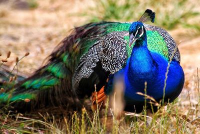 Close-up of peacock