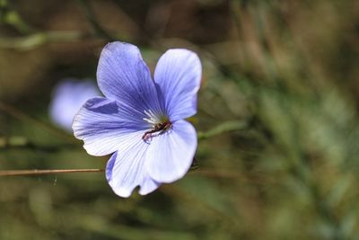 Close-up of purple flowering plant