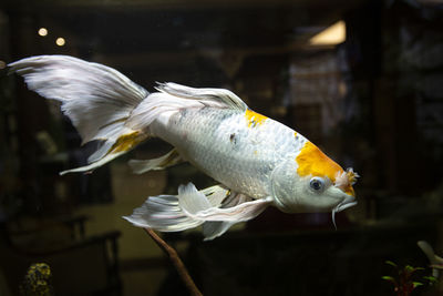 Close-up of fish swimming in aquarium