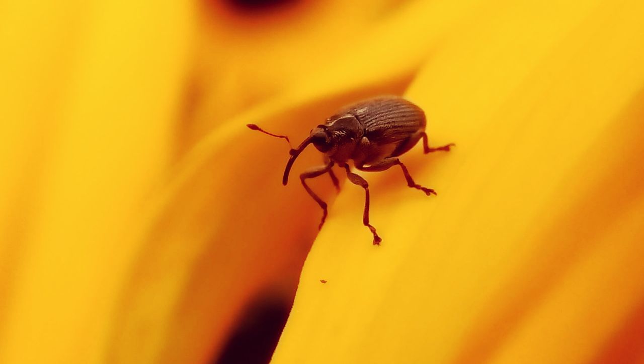 insect, animals in the wild, animal themes, one animal, wildlife, close-up, yellow, selective focus, nature, zoology, focus on foreground, bee, animal antenna, flower, fly, arthropod, full length, beauty in nature, pollination, spider