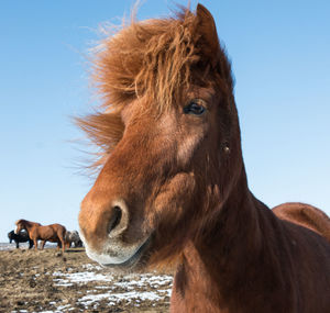 Close-up of horse on field against clear sky