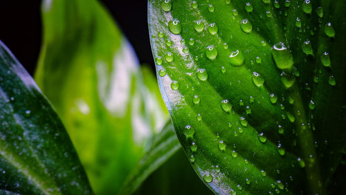 Close-up of wet plant leaves during rainy season