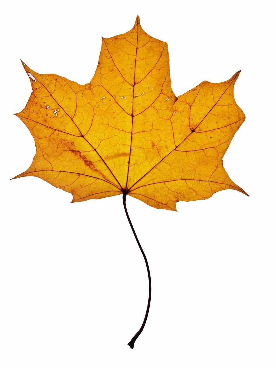 CLOSE-UP OF YELLOW MAPLE LEAF ON WHITE BACKGROUND