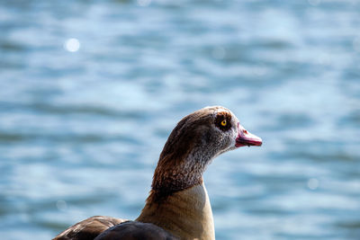 Close-up of duck in lake